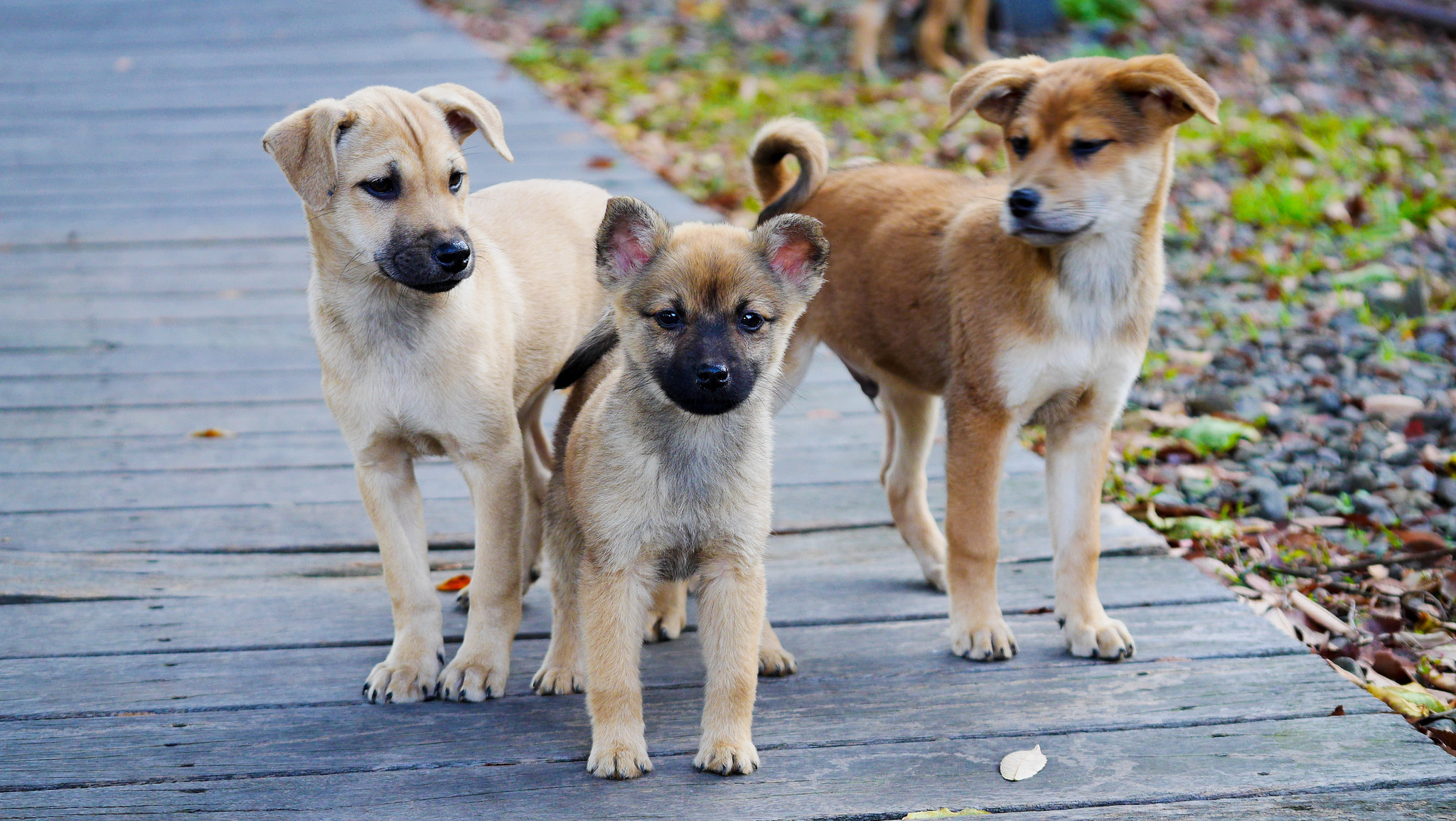 Pitbulls And Mutts Are Some Of Chicago's Most Popular Dog Breeds, Data