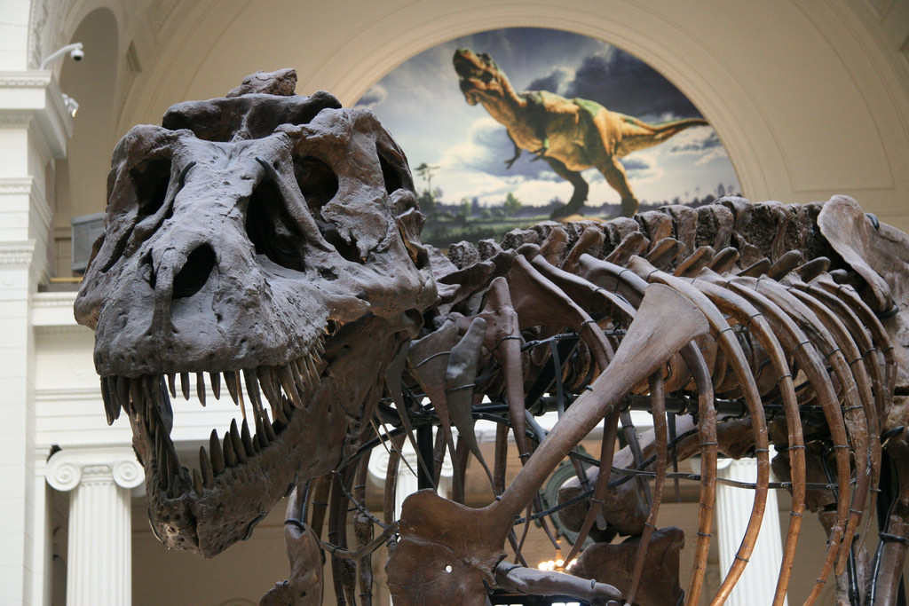 SUE the T. rex - Field Museum