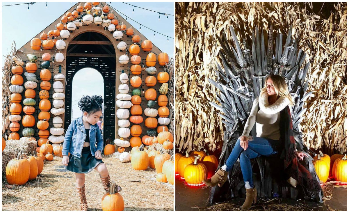 Jack's Pumpkin Nights Bringing Halloween PopUp 'Farm' — And Its Corn