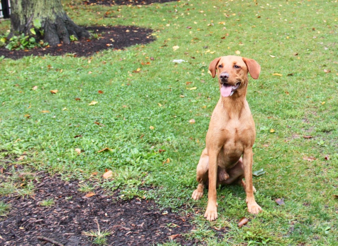 Bronzeville Dog Parks Are Coming This Spring