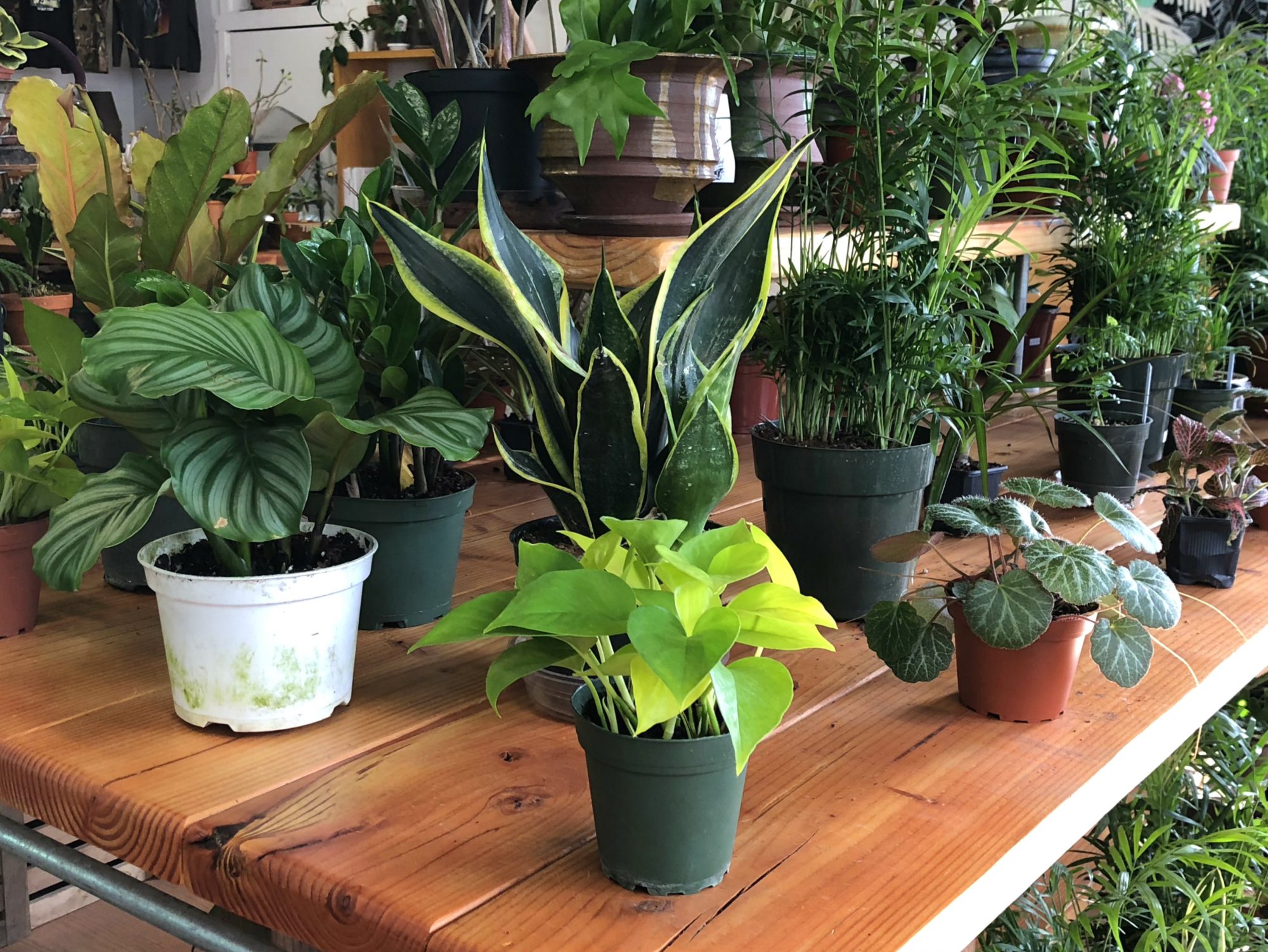 Plant store albany ny
