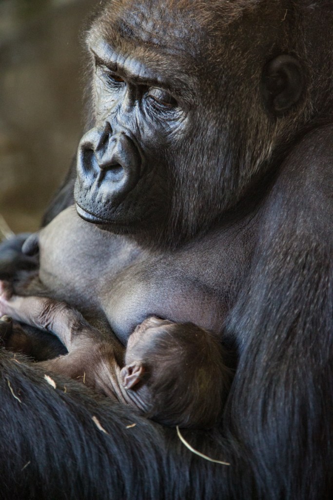a-baby-gorilla-was-born-at-lincoln-park-zoo-and-here-s-your-1st-sneak