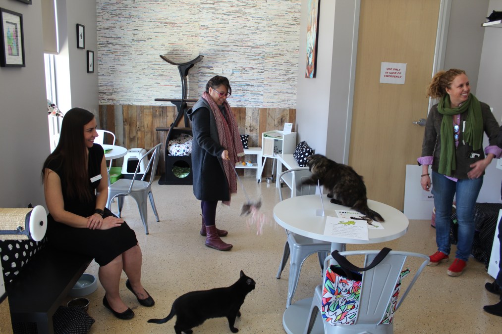 There's A Brand New Cat Cafe In West Ridge Focused On Helping Cats With