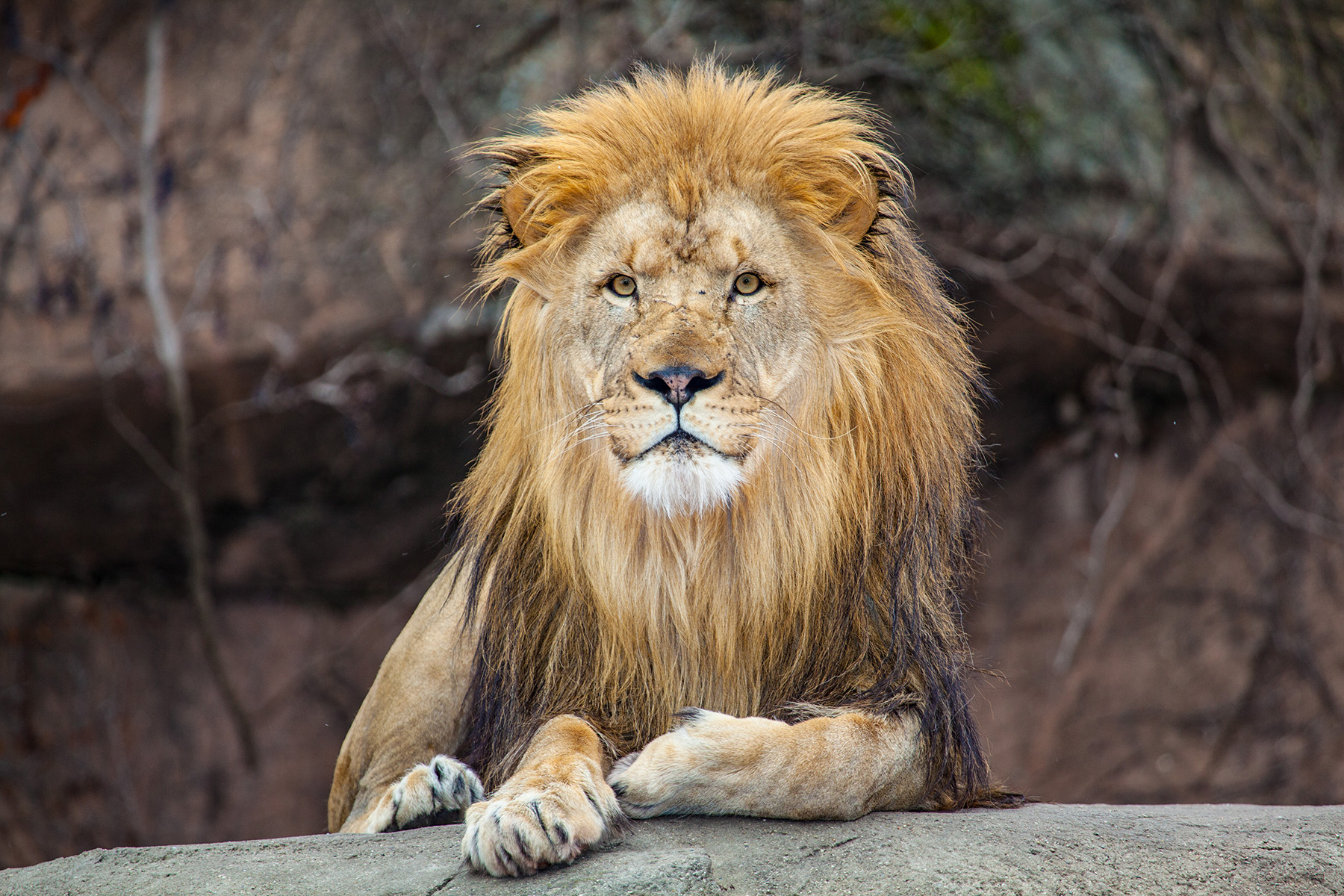 Lincoln Park Zoo Is Getting A $35 Million Lion House Overhaul — But It