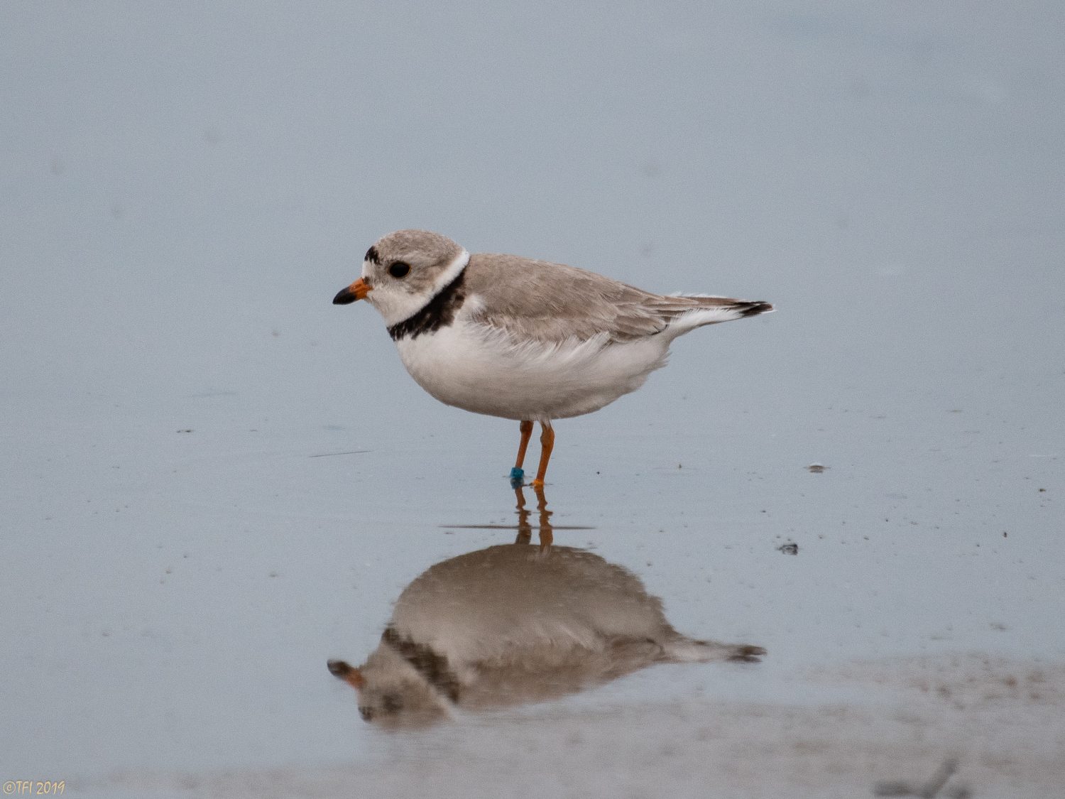 These Extremely Rare Great Lakes Piping Plovers Have Nested At Montrose ...