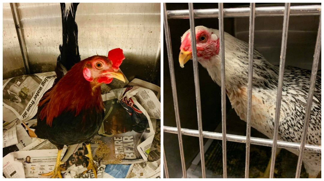After 114 Chickens Found In A Chicago Garage, Animal Care & Control