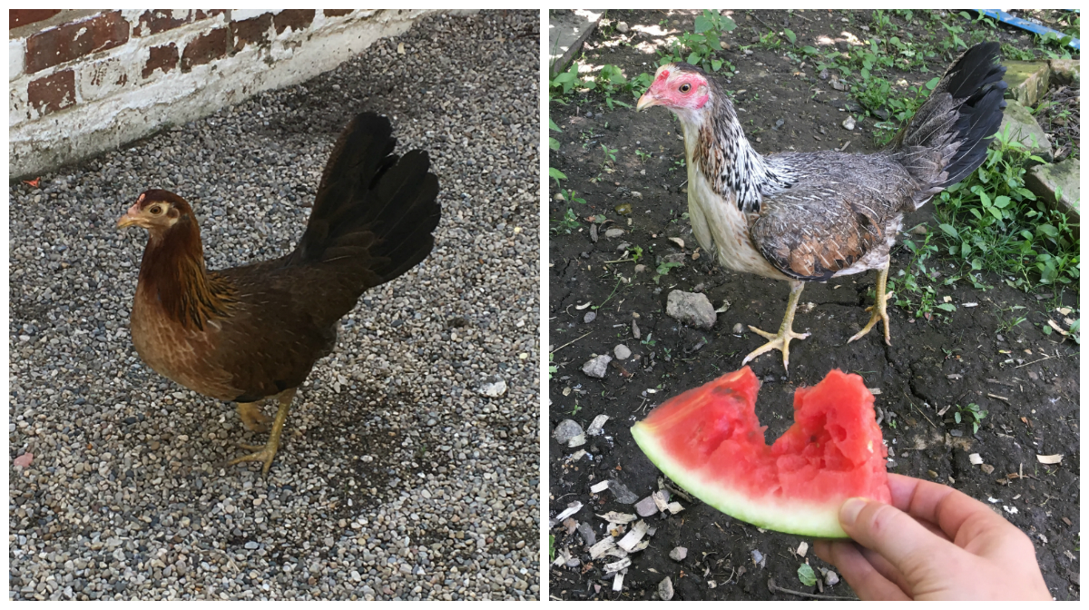 All 114 Roosters, Hens Rescued From South Side