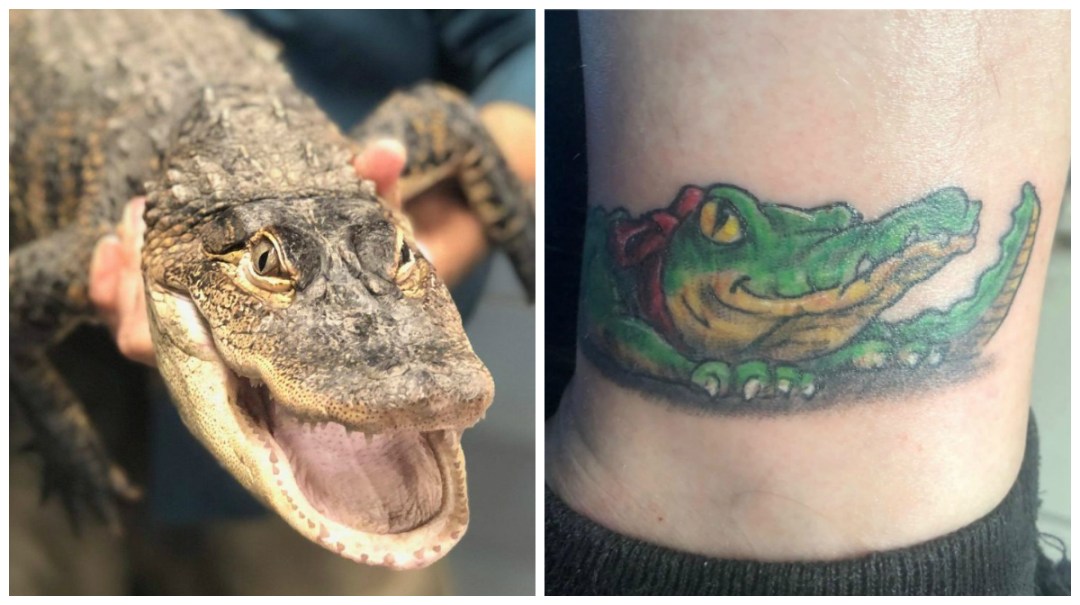 Chance The Snapper S Legend Lives On As Fans Get Humboldt Gator Tattoos Everybody Loves It