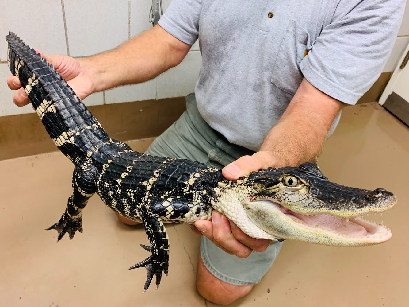 Keeping An Alligator As A Pet In Chicago Is Not Only Illegal — It's