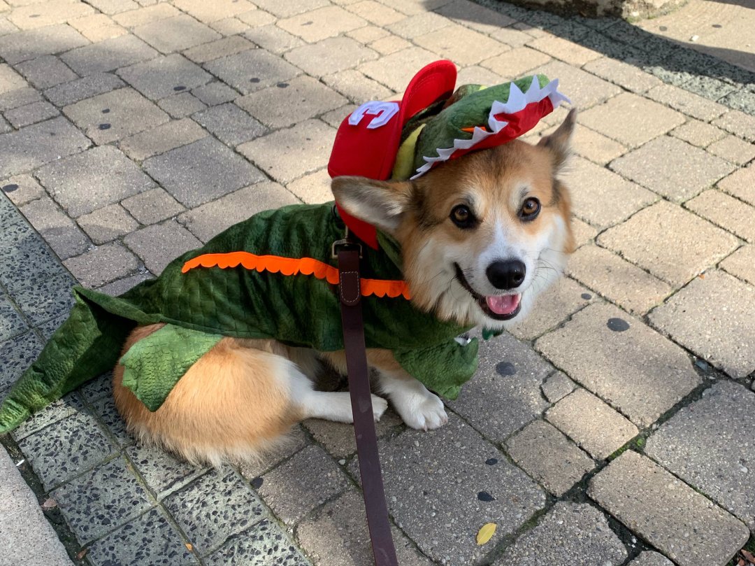 This Corgi Dressed As Chance The Snapper For Halloween And He's Perfect