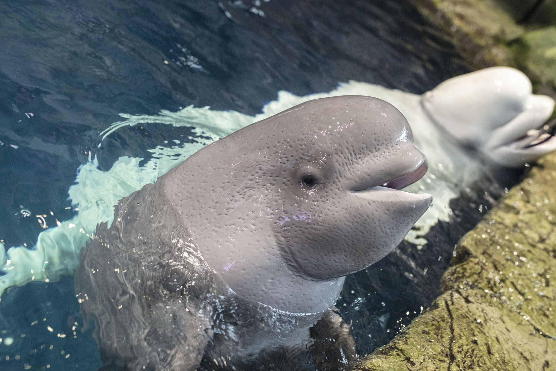 Beluga Baby Whale | atelier-yuwa.ciao.jp