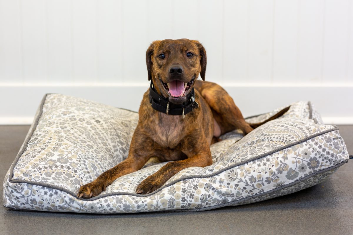 How Much Does It Cost To Adopt A Dog From Paws Chicago