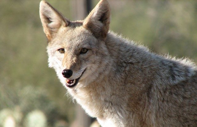 Chicago S Week Of Coyote Trouble Continues As High School Put On Lockdown And Boy Recovers From Concerning Attack