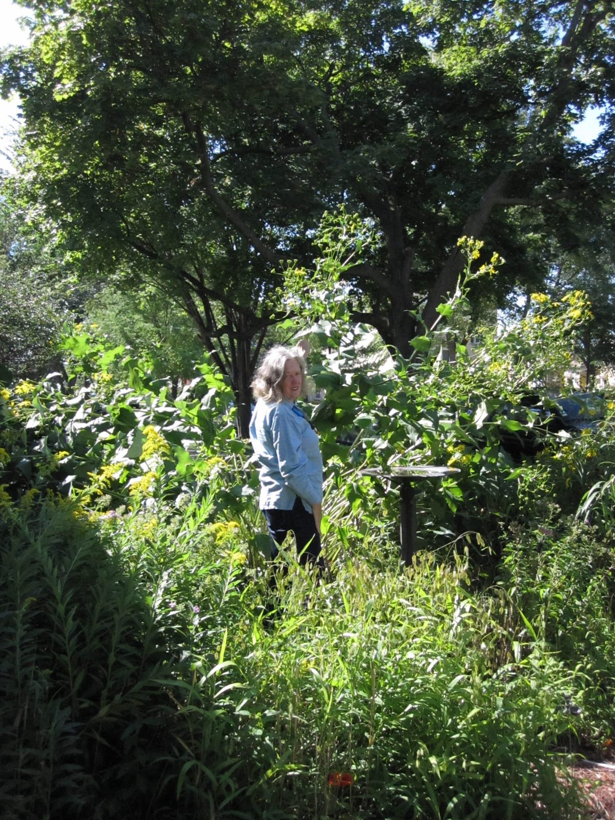 The City Slapped A Native Plant Gardener With A 600 Fine But He Fought Back And Won