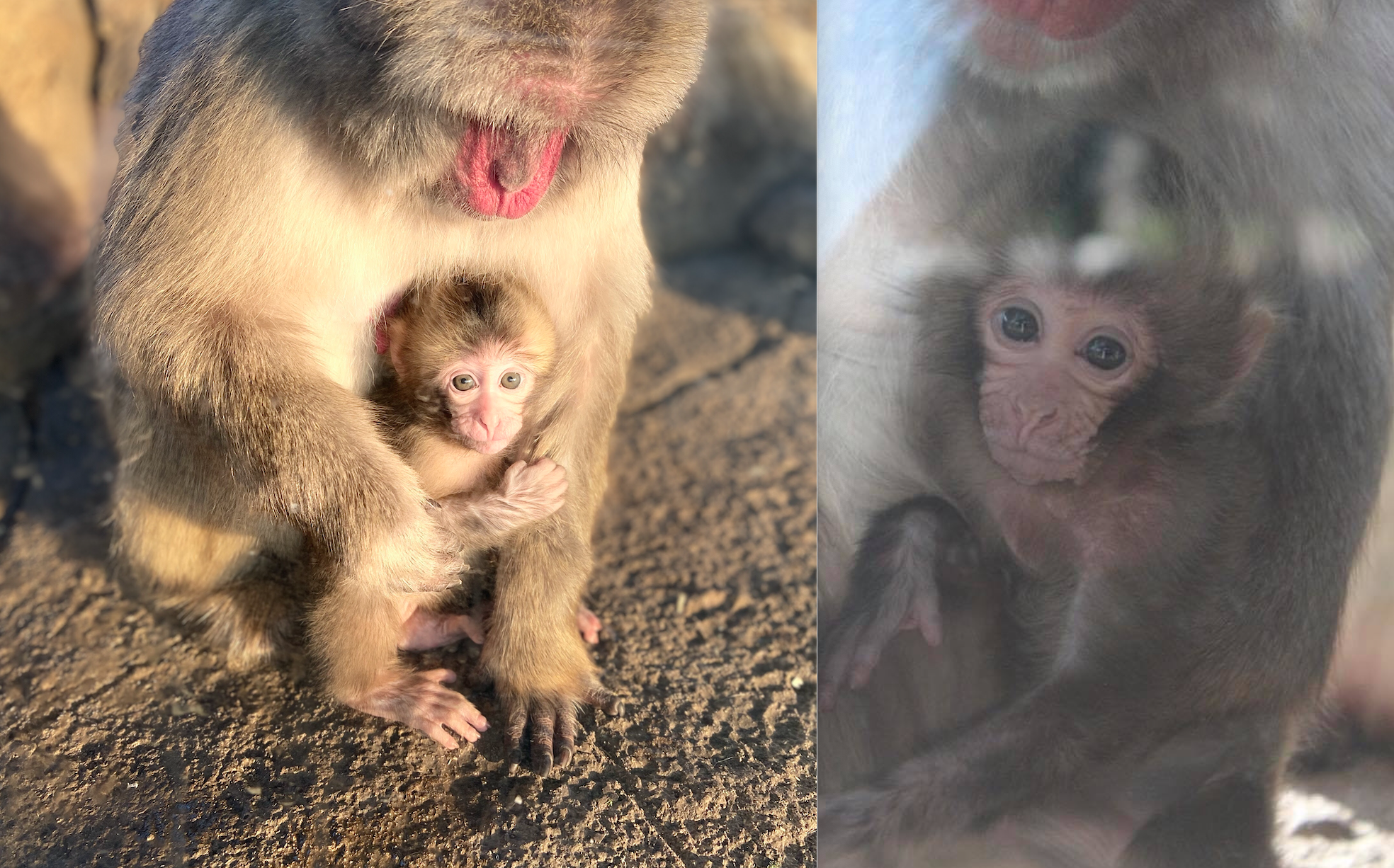 3 Adorable Baby Monkeys Born At Lincoln Park Zoo During Pandemic