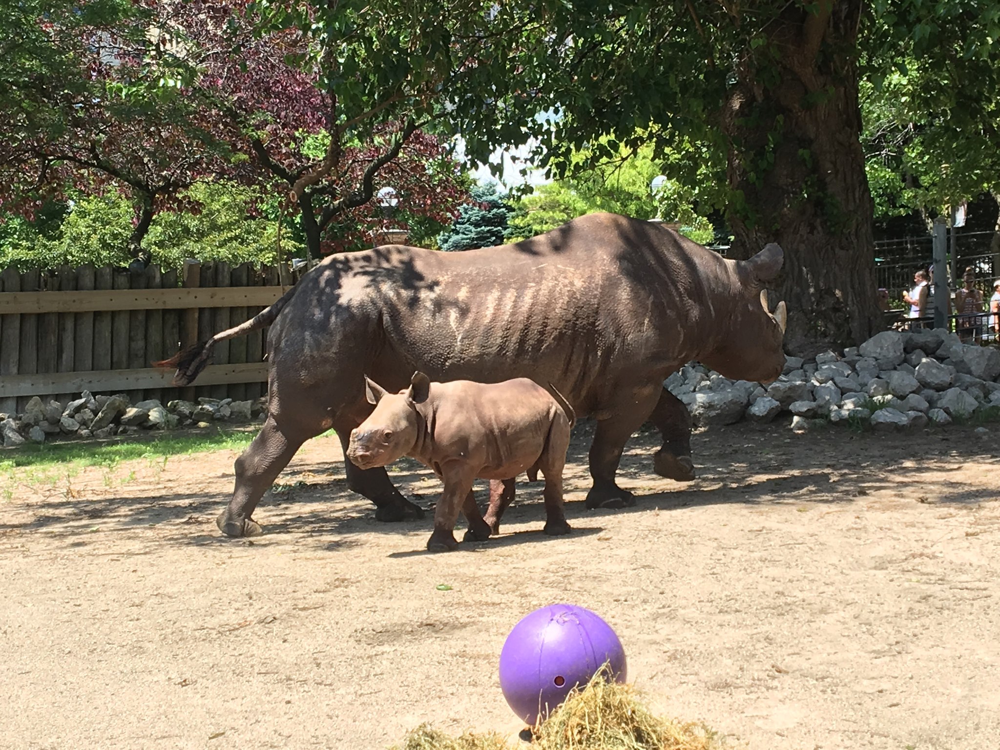 are dogs allowed in lincoln park zoo