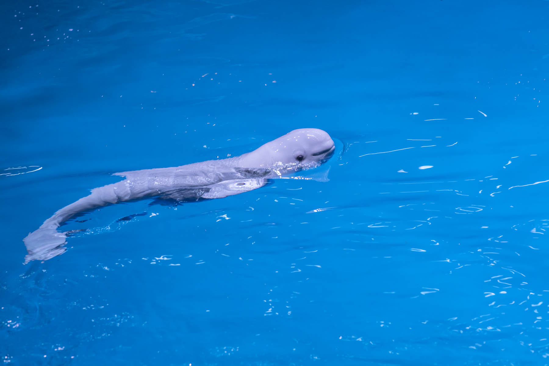 There's A New Baby Whale At The Shedd Aquarium — And He Already Weighs