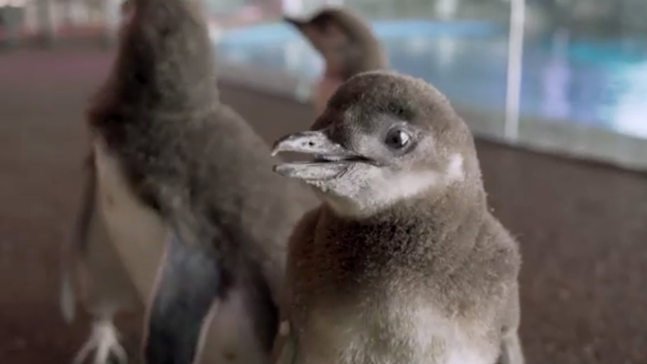 Adorable Baby Penguins Explore Shedd Aquarium In New Video