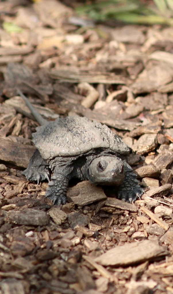 cute baby snapping turtle