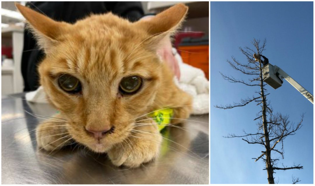 After 5 Days, Cat Stuck In 50-Foot Galewood Tree Rescued ...