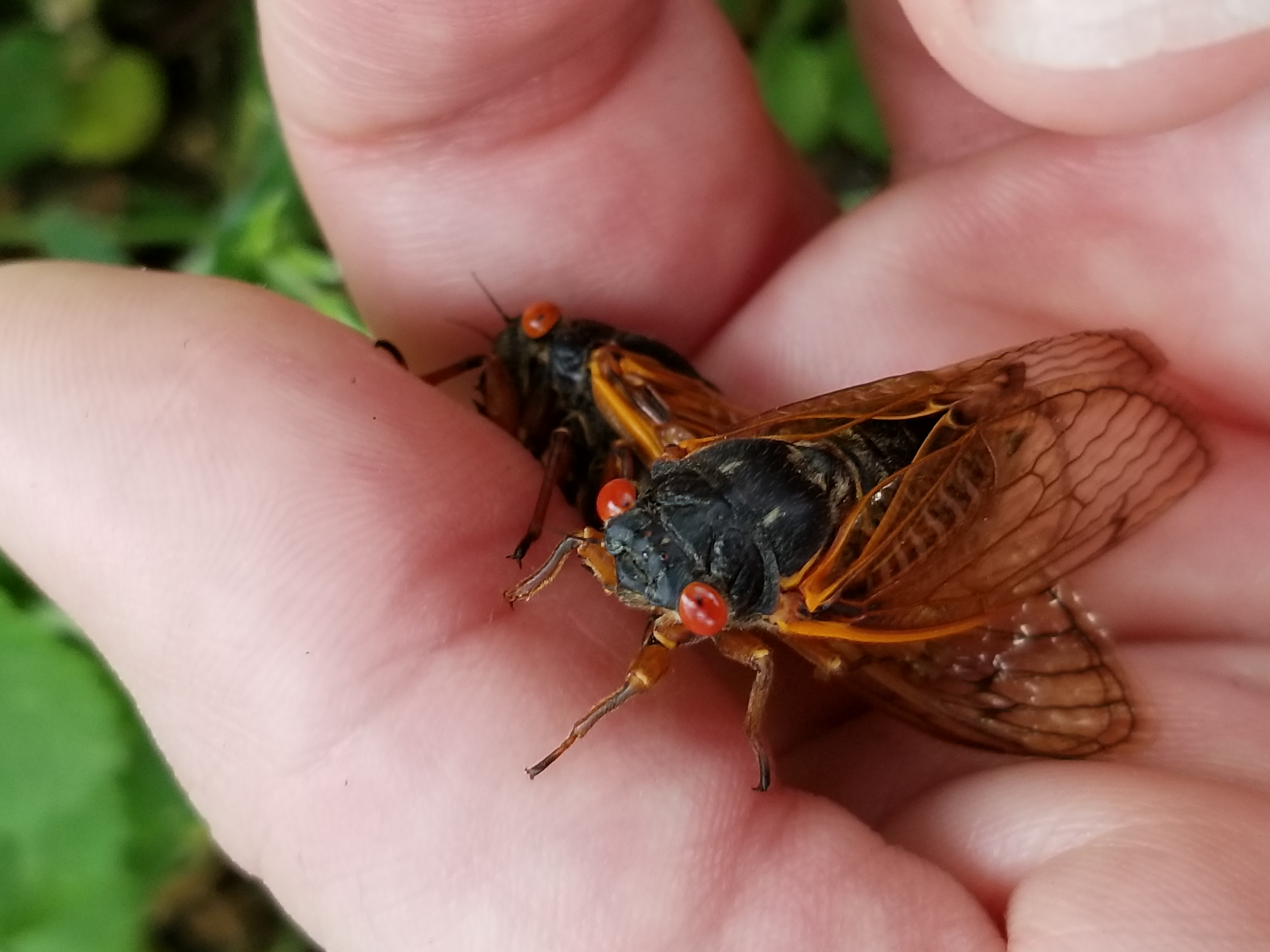 17Year Cicadas Will Make This Summer Extra Loud For Illinois — But