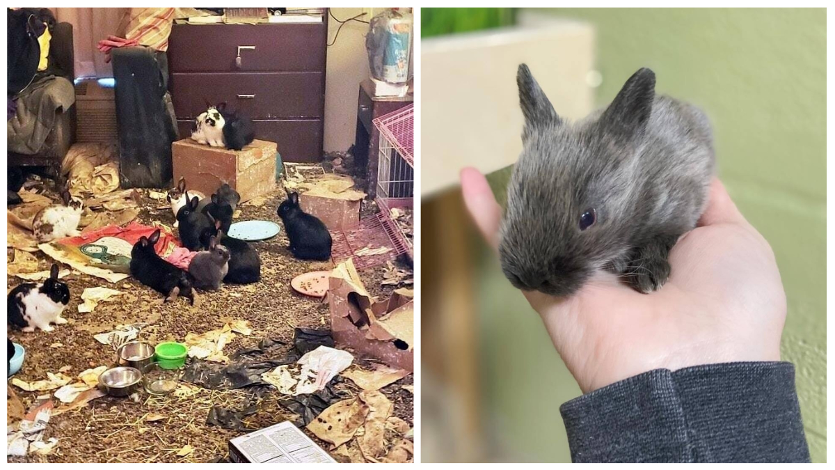 petland bunny prices