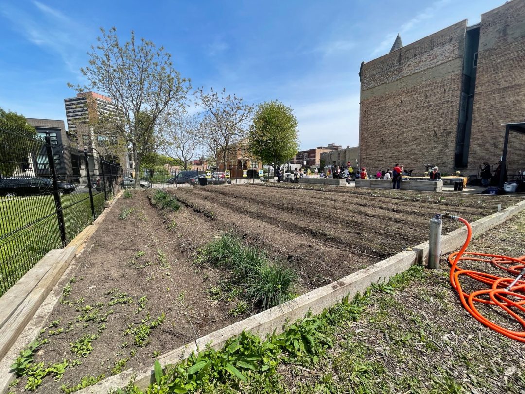 After Grinding Through The Pandemic, Bronzeville Neighborhood Farm Is