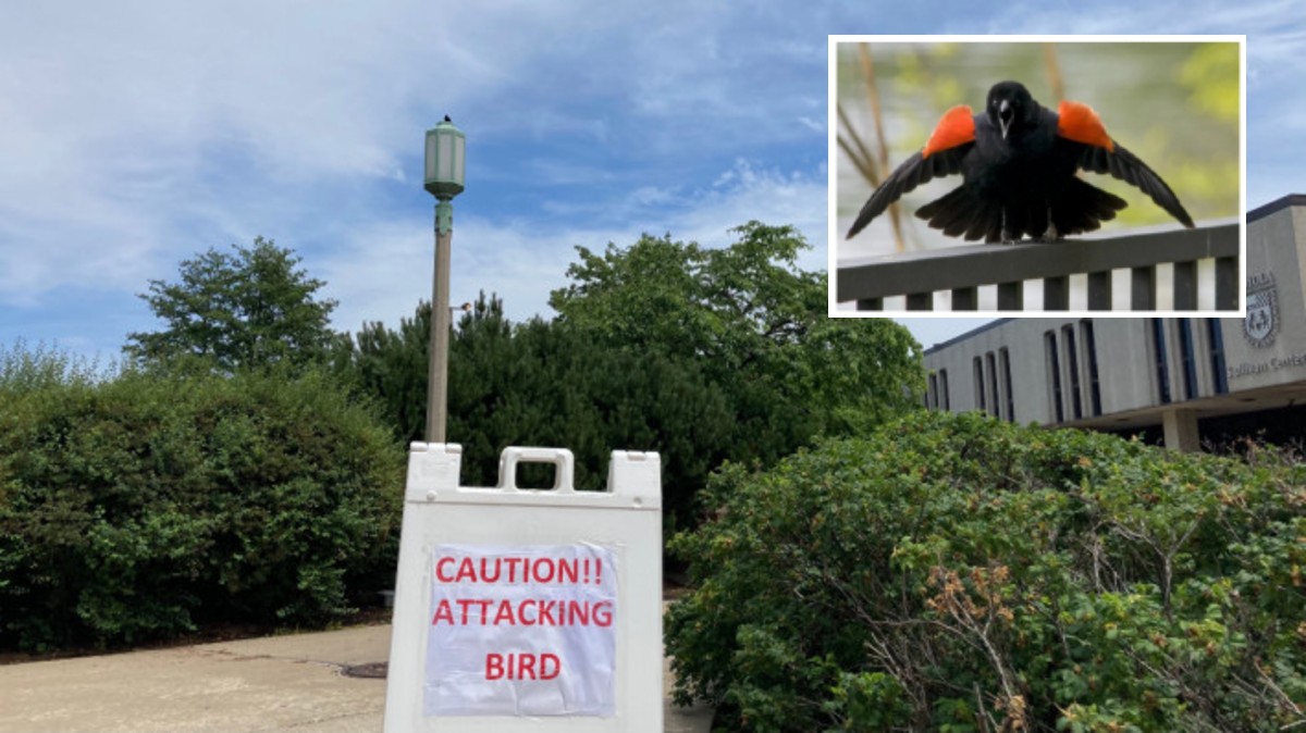 RedWinged Blackbirds Attacking People Along Lakefront Are Just