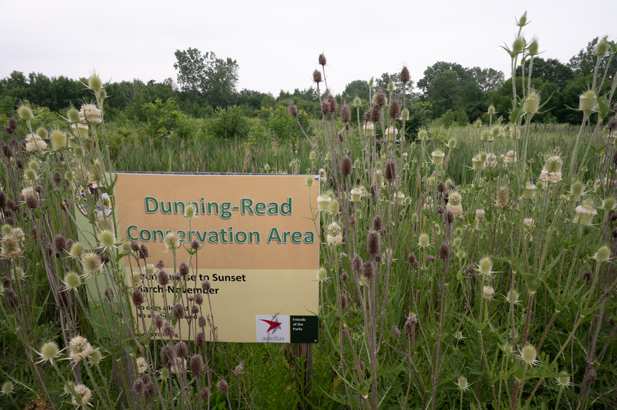 Northwest Siders Cared For The DunningRead Conservation Area For Years