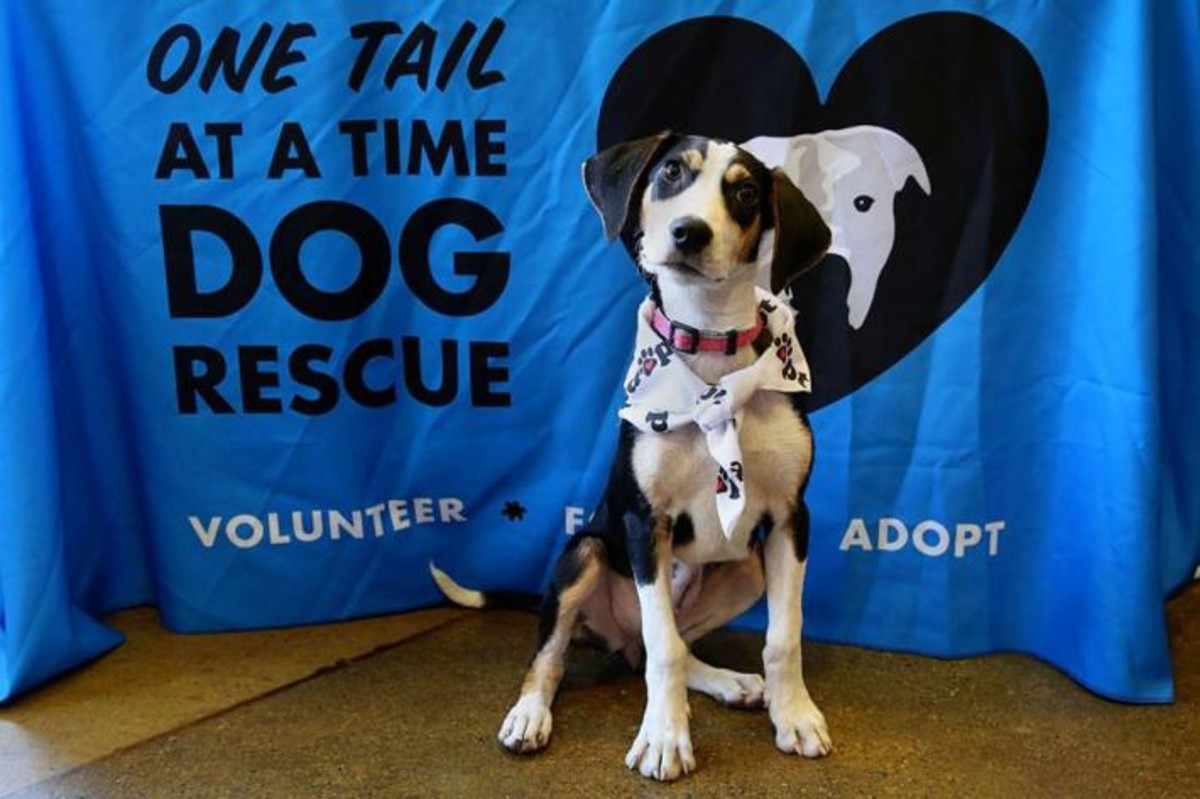 One Tail At A Time To Offer Free, Reduced Adoption Fees As Part Of Empty The Shelters Campaign