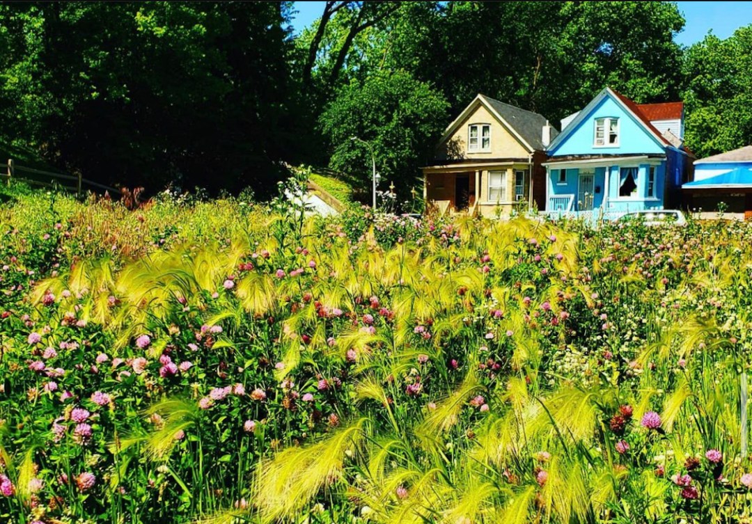 Explore The Englewood Nature Trail On This Week s Forage And Plant Walk 