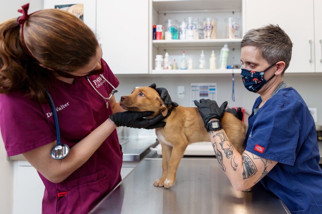 PAWS Chicago Unveiling Expanded Medical Center In Little Village: 'Every  Single Pet That Can Be Saved Is Saved'