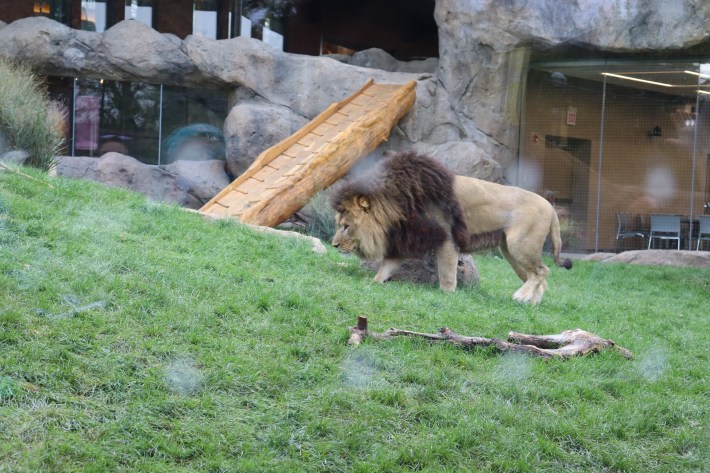 Lions Have Finally Returned To Lincoln Park Zoo After Nearly 2 Years