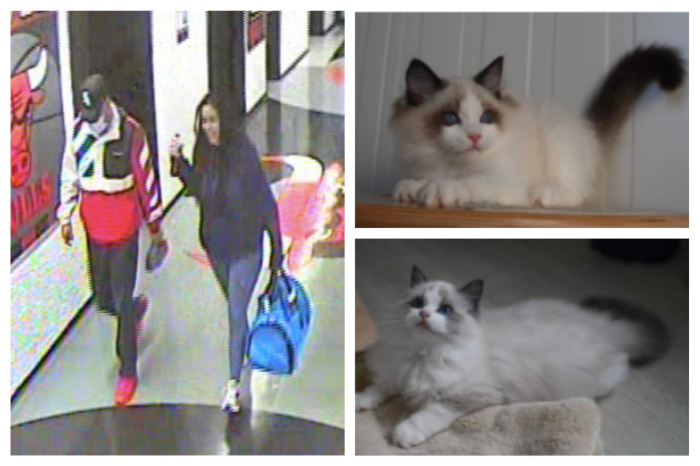 Kitten thefts