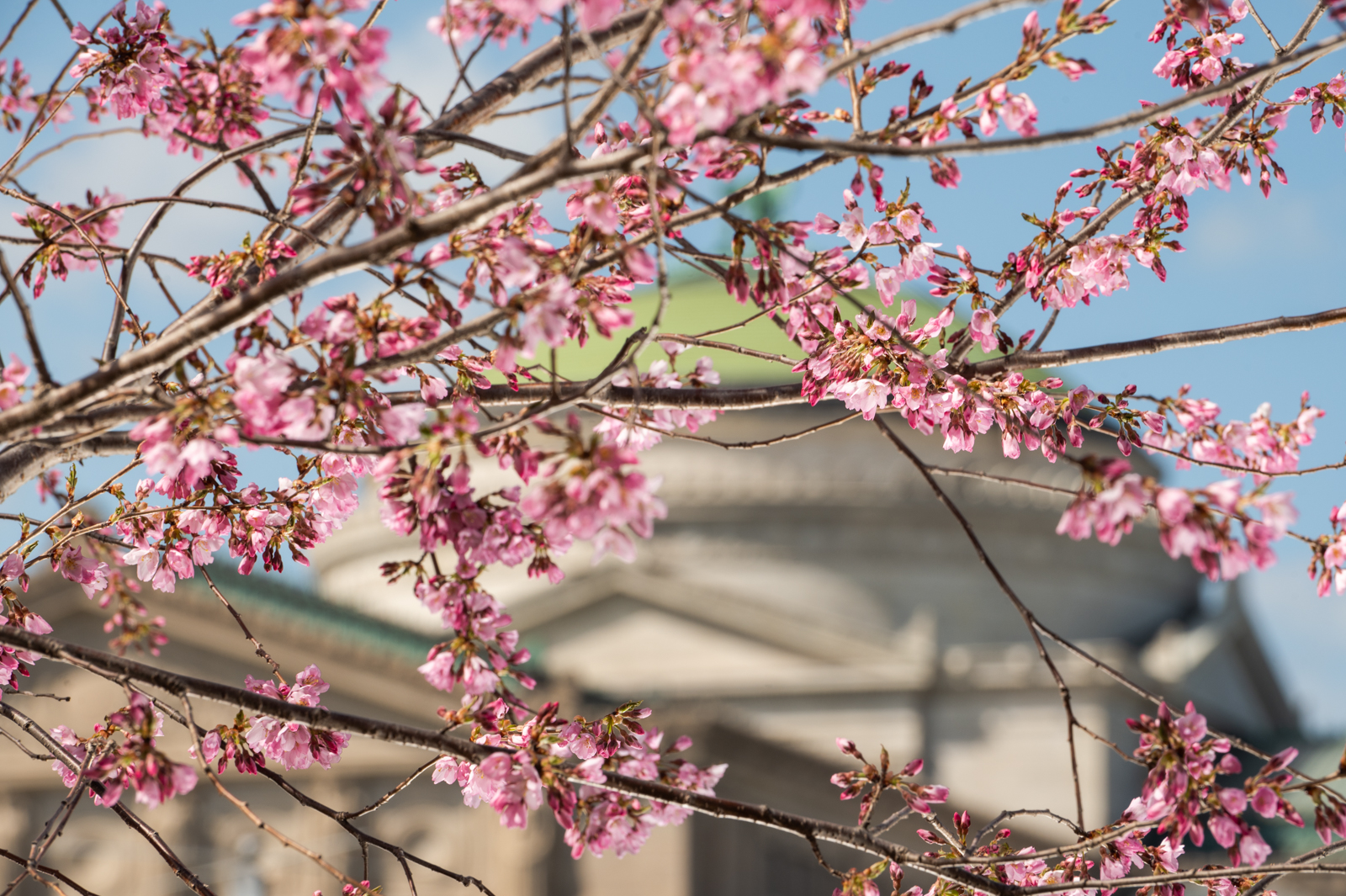 Celebrate Jackson Park's Cherry Blossoms With Drumming, Dance, Haiku