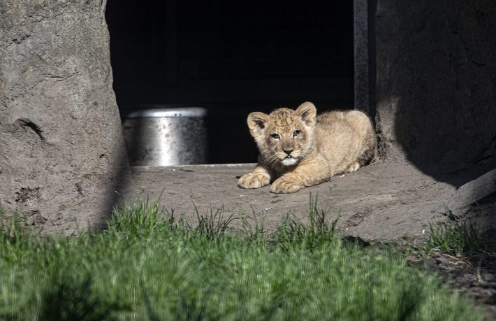 Young Lion cubs take stage in 2023