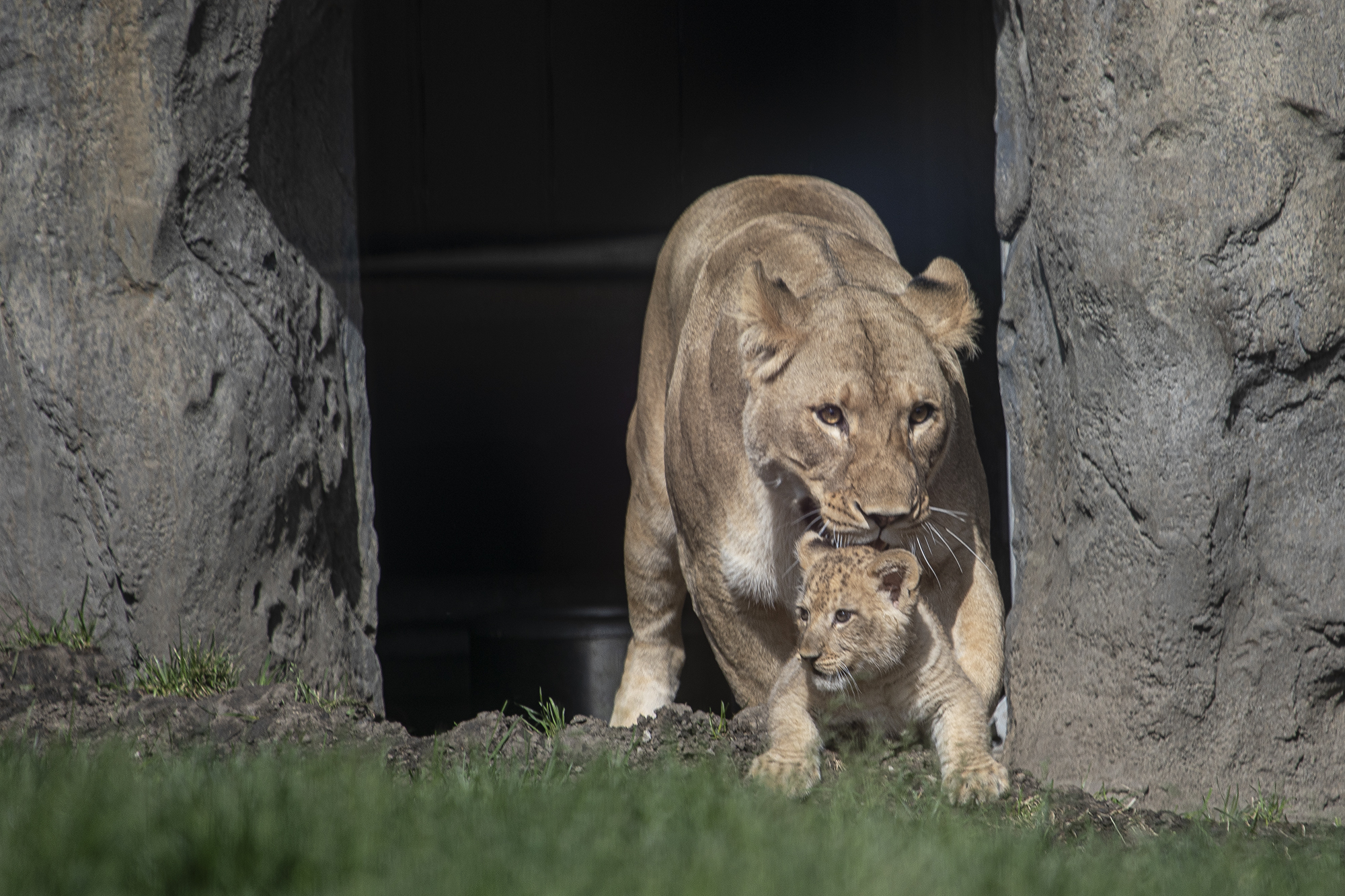 Lincoln Park Zoo Introduces Pilipili, The First Lion Cub Born There In