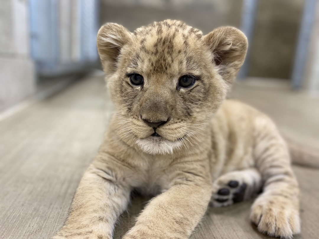 Lion Cub At Lincoln Park Zoo Named Pilipili After Swahili Word For 'Pepper'