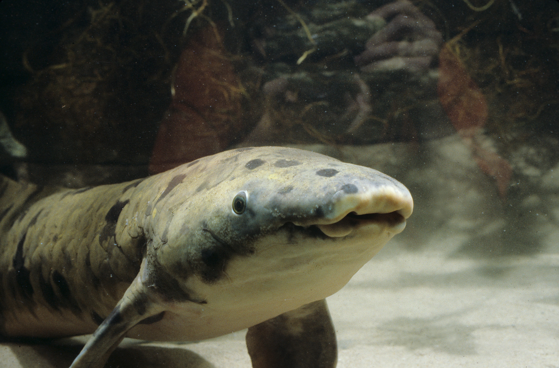 Shedd Aquarium's Australian Lungfish Granddad Named World's Oldest Aquarium  Fish