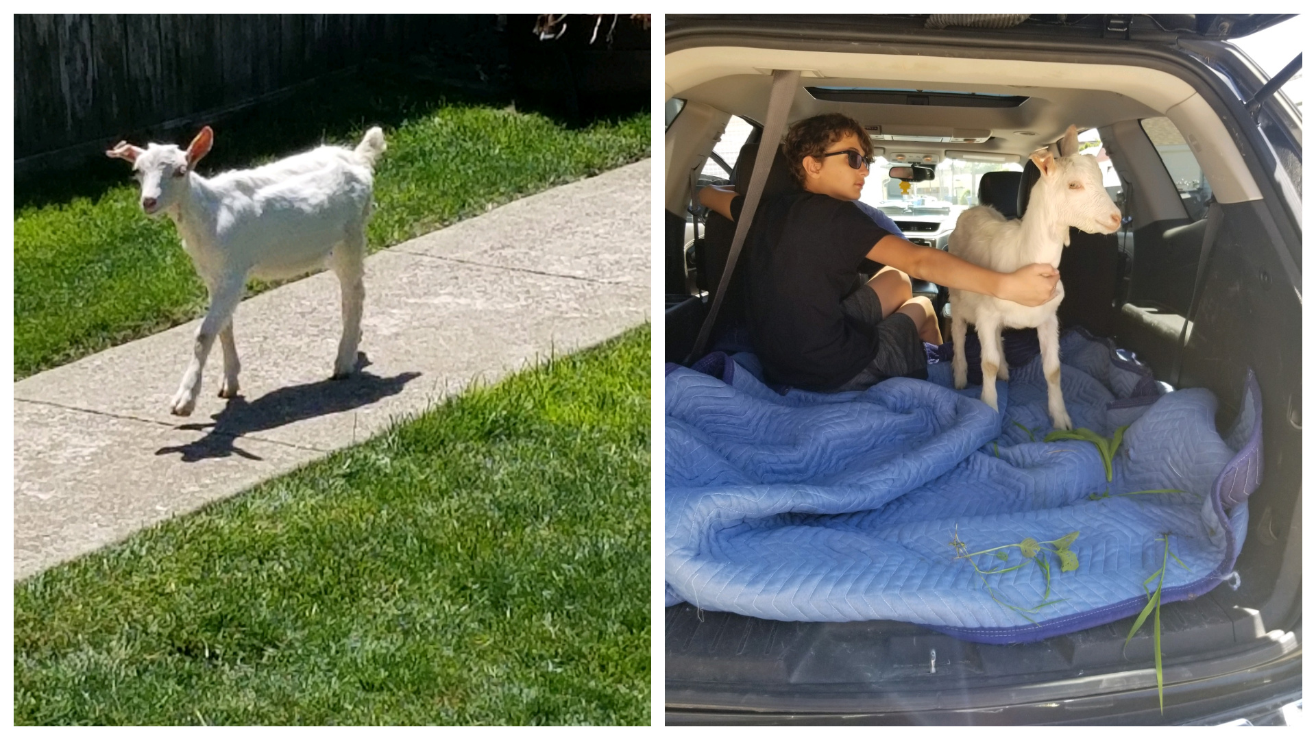 Jefferson Park 10-Year-Old Helps Rescue Baby Goat, Who Is Now Living His  Best Life At A Sprawling Farm