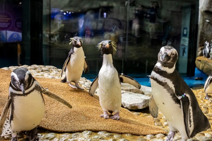 Meet The Shedd Aquarium's Newest Penguins, Tussock and Pinguino