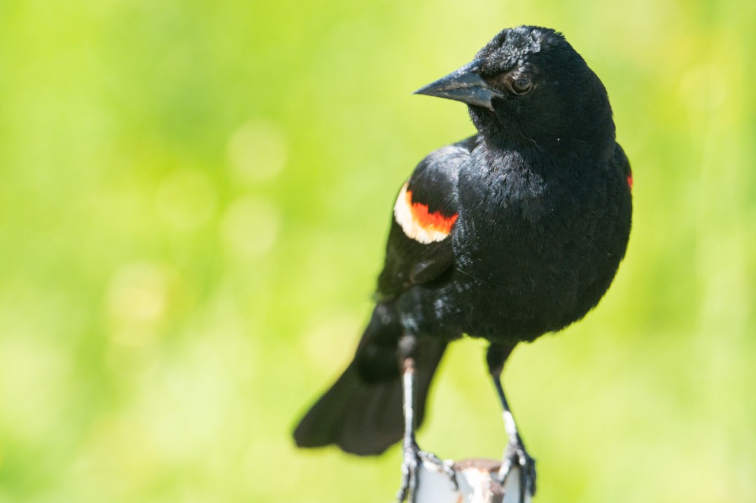Red-Winged Blackbirds Are Back And Aggressively Defending Their Lakefront Nests
