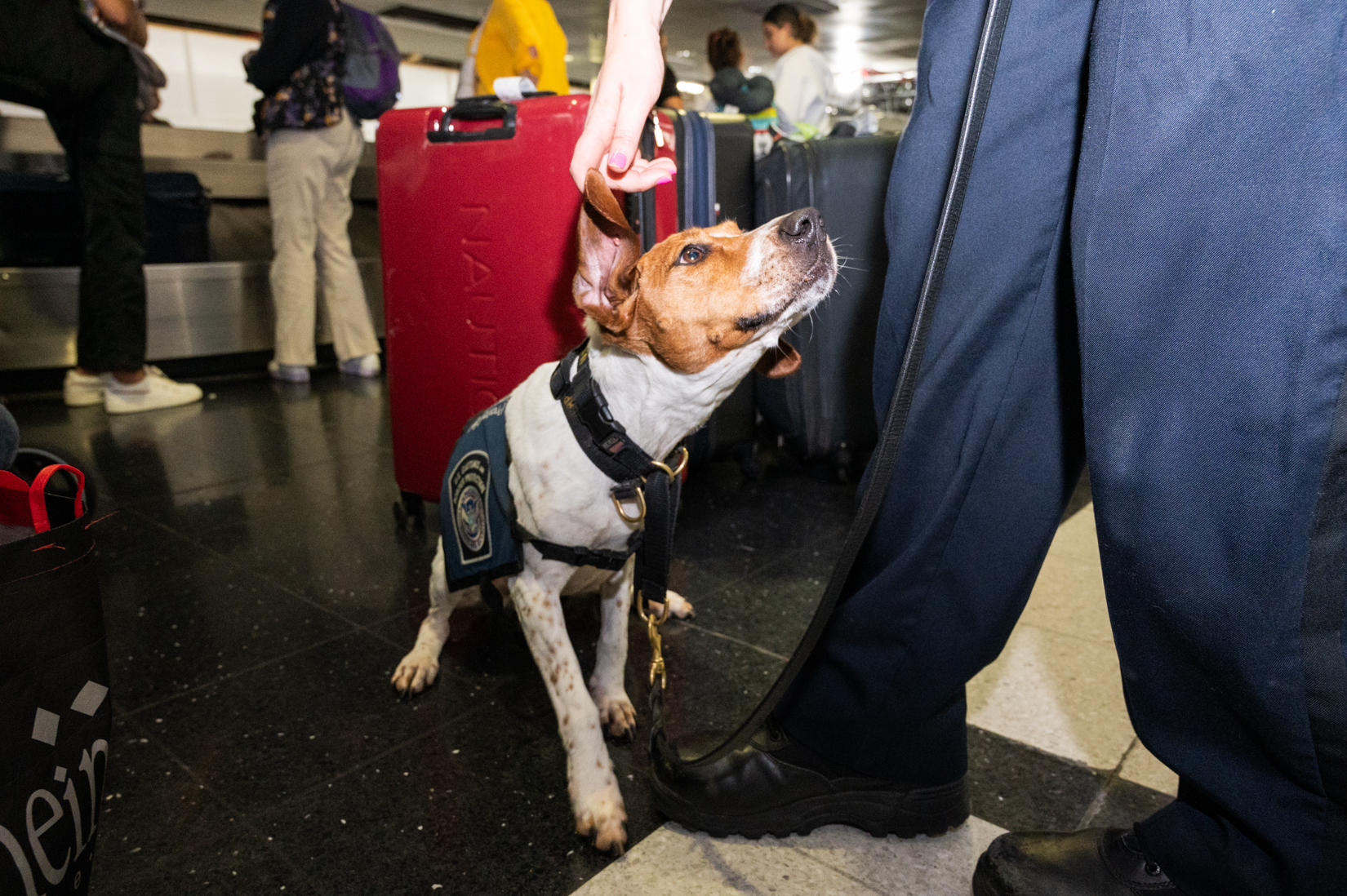 Chicago Bears? Awesome. Dogs? Super cute. Dogs in Chicago Bears