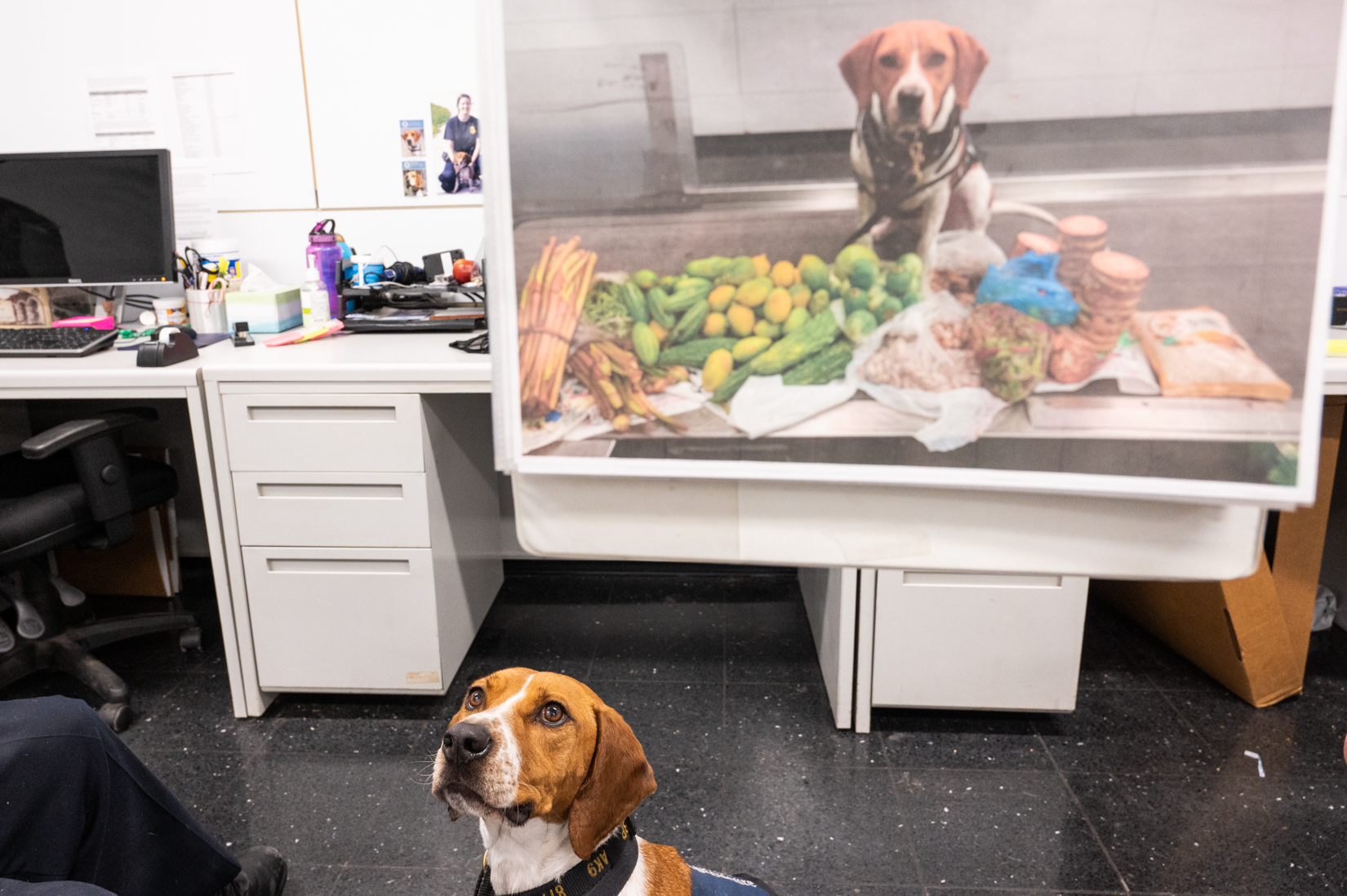 O'Hare Airport's Beagles Are The Best In The Biz At Sniffing Out