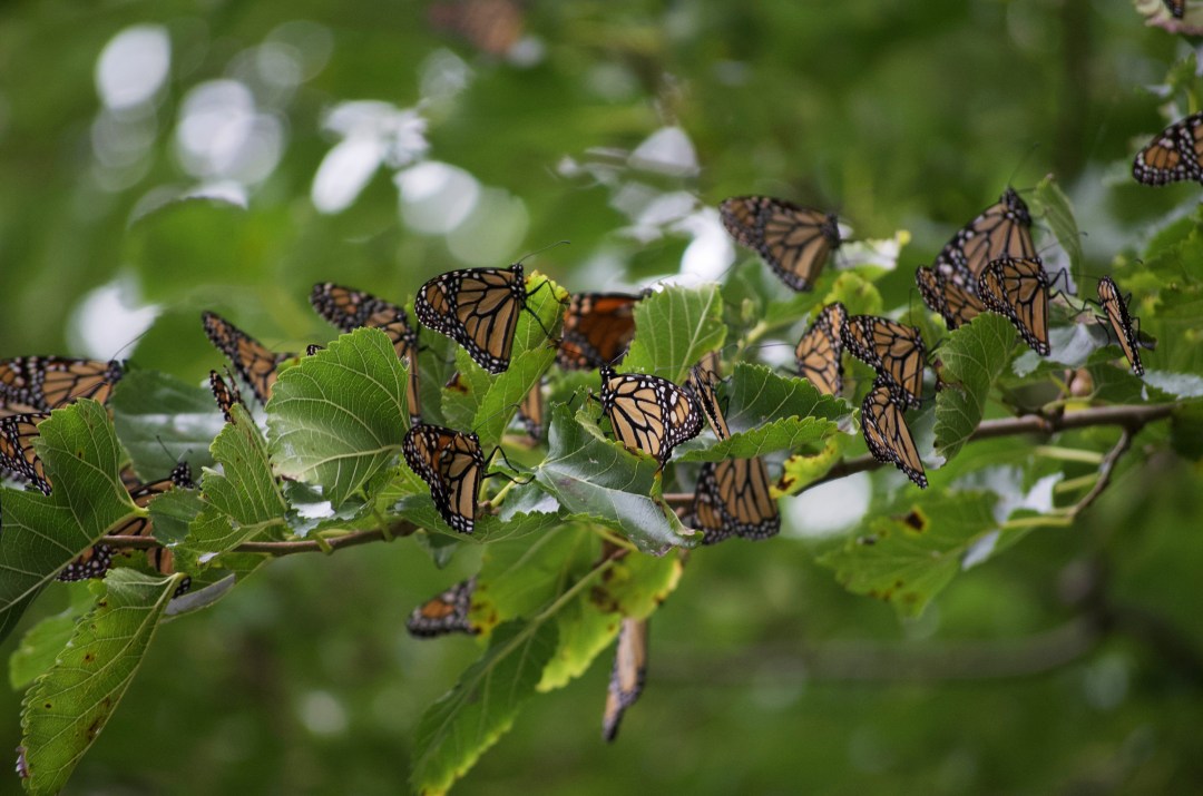 Thousands Of Monarch Butterflies Will Flutter Through Chicago This