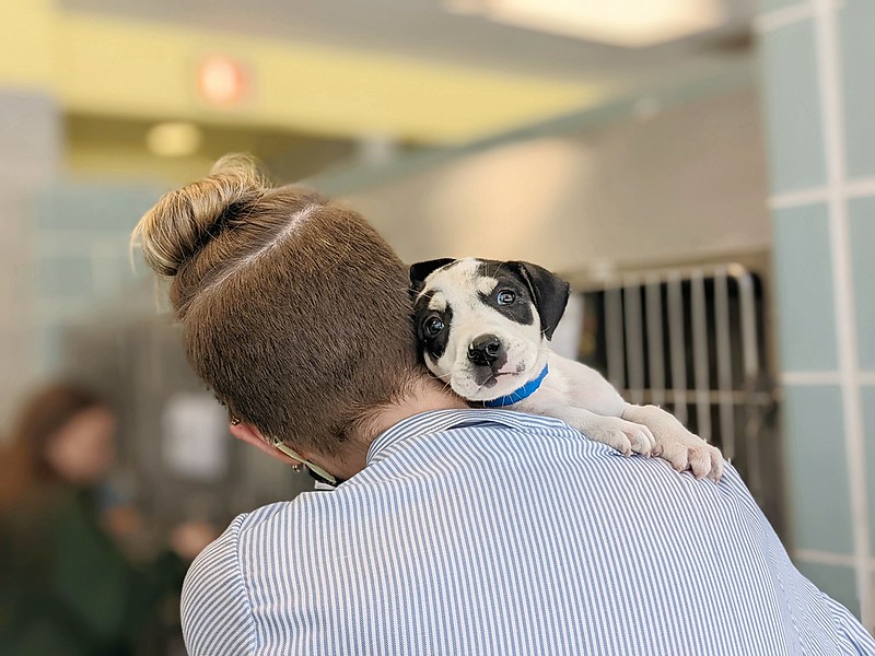 Anti-Cruelty Society, PAWS Waiving Adoption Fees Saturday For 'Clear The  Shelters' Day