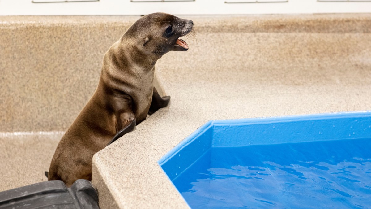 Introducing River, the newest Chargers Pup in partnership with