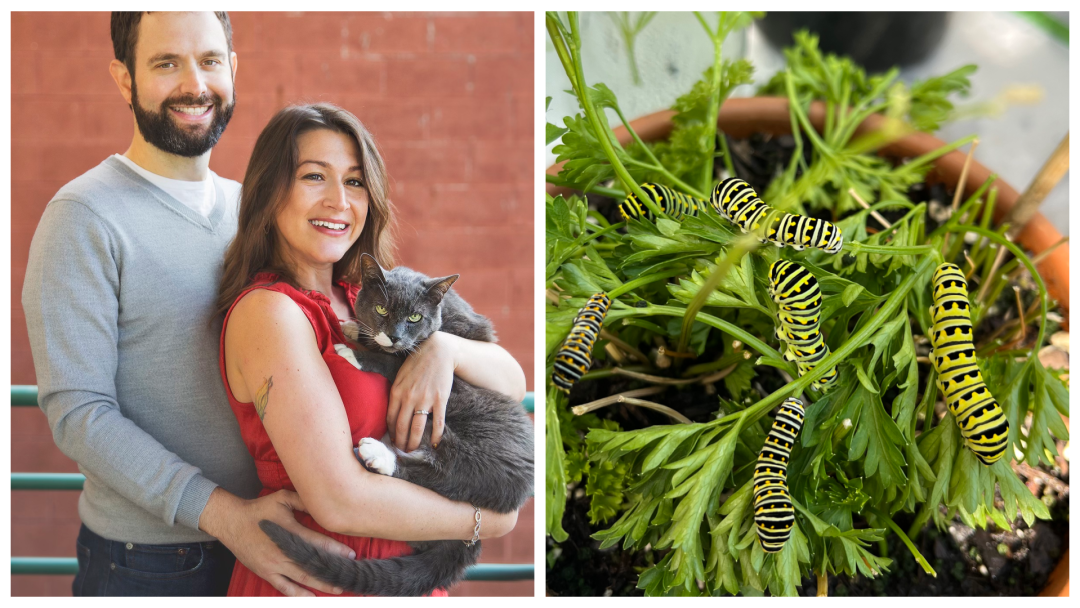Meet Logan Square’s ‘Caterpillar Mom,’ Whose Vegetable Garden Has Become A Safe Haven For Pollinators