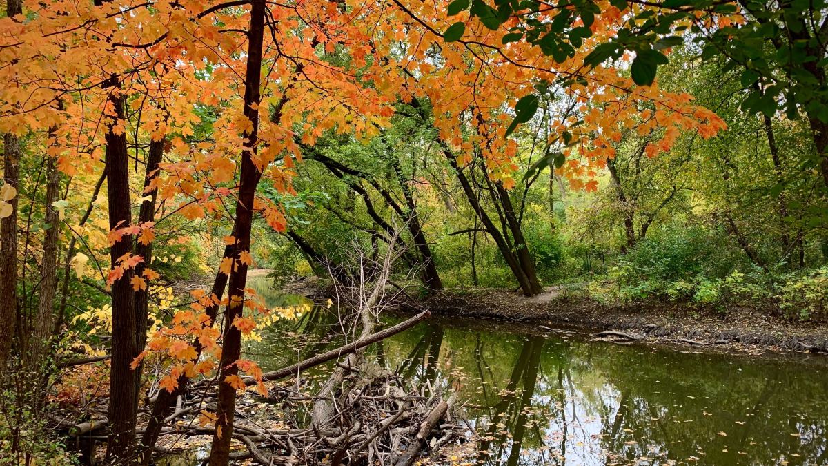 Jefferson Park's LaBagh Woods To Celebrate Fall With Family Activities,  Live Music, Giveaways