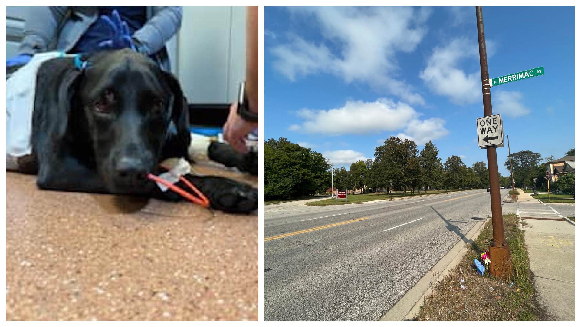 Can A Dog Recover From A Collapsed Lung
